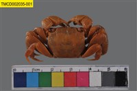 藏品(中型東方蟹)的圖片